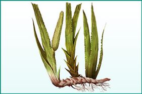 Calamus généralement renforçant et augmentant la puissance